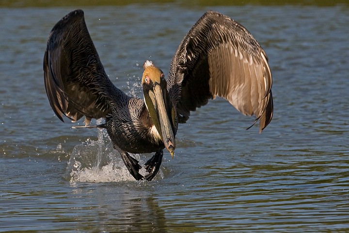 Brauner Pelikan Pelecanus occidentalis Brown Pelican